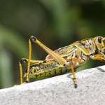 Grasshopper wallpapers for android