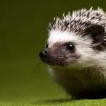 Hedgehog free wallpapers