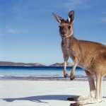 Kangaroo photos