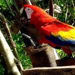 Scarlet Macaw wallpapers