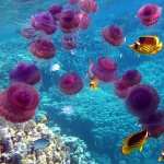 Sea Life wallpapers for android