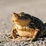 Toad photo