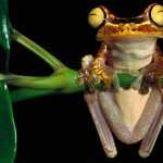 Tree Frog desktop