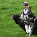 Vulture free