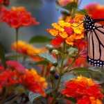 Butterfly widescreen