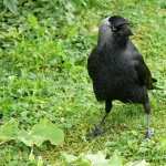 Crow pic