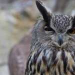 Great Horned Owl wallpapers for android