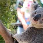Koala hd pics
