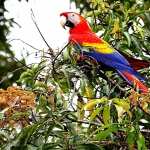 Scarlet Macaw new photos
