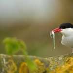 Arctic Tern wallpapers for iphone