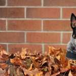 Australian Cattle Dog free