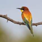 Bee-Eaters background