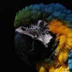 Blue-and-yellow Macaw pic