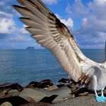 Blue-footed Booby high definition photo