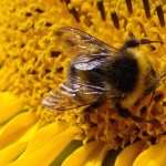 Bumblebee full hd