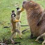 Capybara new photos