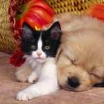Cat and Dog free wallpapers