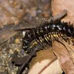 Centipede images
