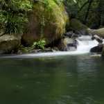 Daintree Rainforest high quality wallpapers