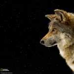 Gray Wolf high definition wallpapers