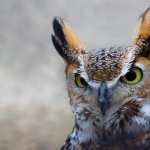 Great Horned Owl desktop wallpaper