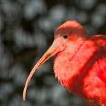 Ibises high quality wallpapers