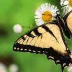 Insects wallpapers for iphone