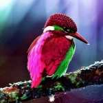 Kingfishers download