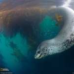 Leopard Seal PC wallpapers
