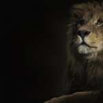 Lion images