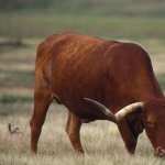 Longhorn Cattle new wallpapers