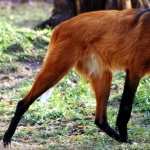 Maned Wolf high quality wallpapers