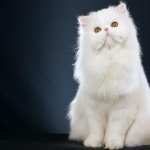 Persian Cat high definition wallpapers