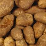 Potato pics