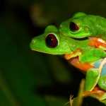 Red Eyed Tree Frog wallpapers