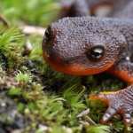 Salamanders free download