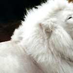 White Lion high definition photo
