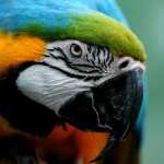 Blue-and-yellow Macaw 1080p
