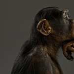 Chimpanzee download