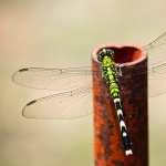 Dragonfly free download