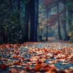 Fall Photography wallpapers for android