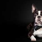 French Bulldog pics