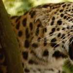 Leopard free download