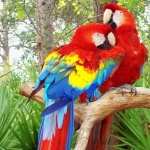 Scarlet Macaw new wallpapers