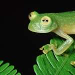 Tree Frog pic