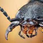 Beetle desktop