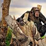 Chimpanzee 1080p