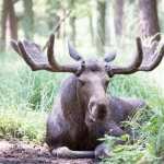 Elk download wallpaper