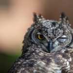 Great Horned Owl photos