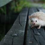 Hedgehog desktop wallpaper